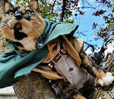 Cosplayer Kediler